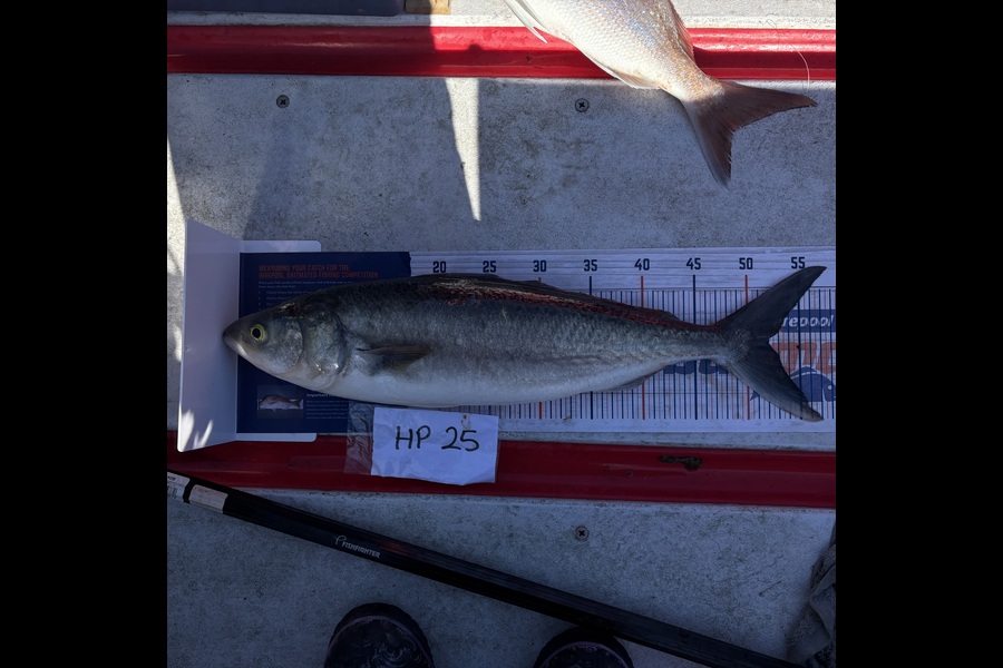 Kaylene Hollard caught this 52.0cm Kahawai at Nelson/Marlborough during The Export NZ Fishing Competition