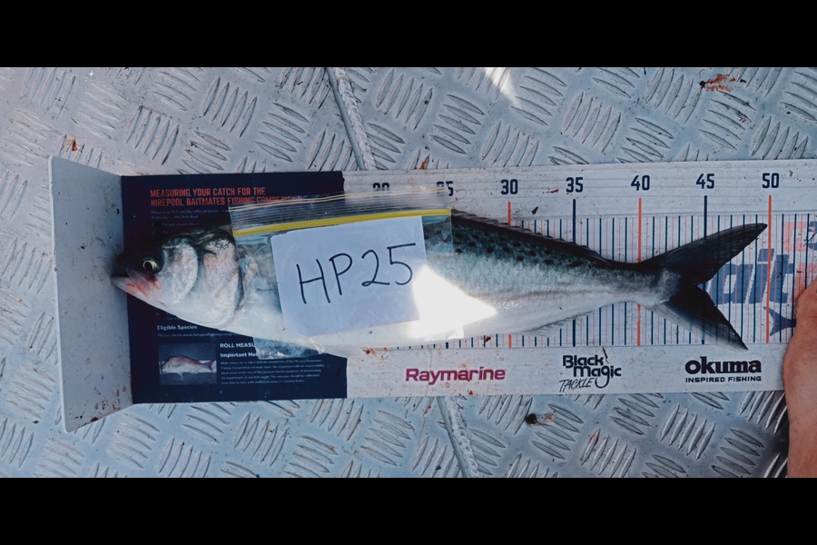 Carol Brannen caught this 44.5cm Kahawai at Nelson/Marlborough during The Export NZ Fishing Competition
