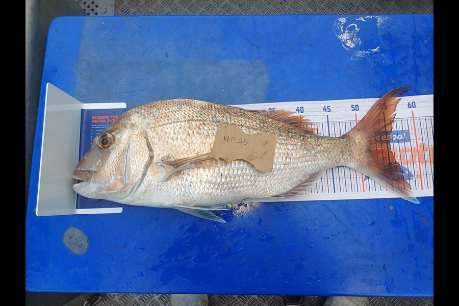 David  waitere  caught this 55.5cm Snapper at Coromandel during The Export NZ Fishing Competition
