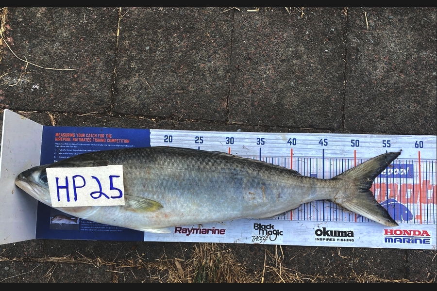 Blake Russell caught this 52.5cm Kahawai at Manawatu during The Export NZ Fishing Competition