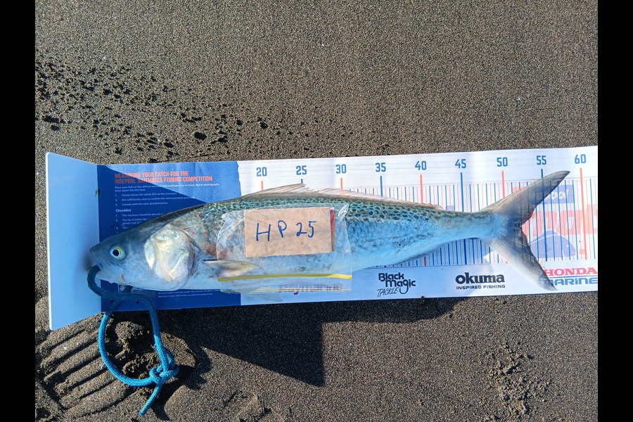 Richard Cash caught this 51.5cm Kahawai at Taranaki during The Export NZ Fishing Competition