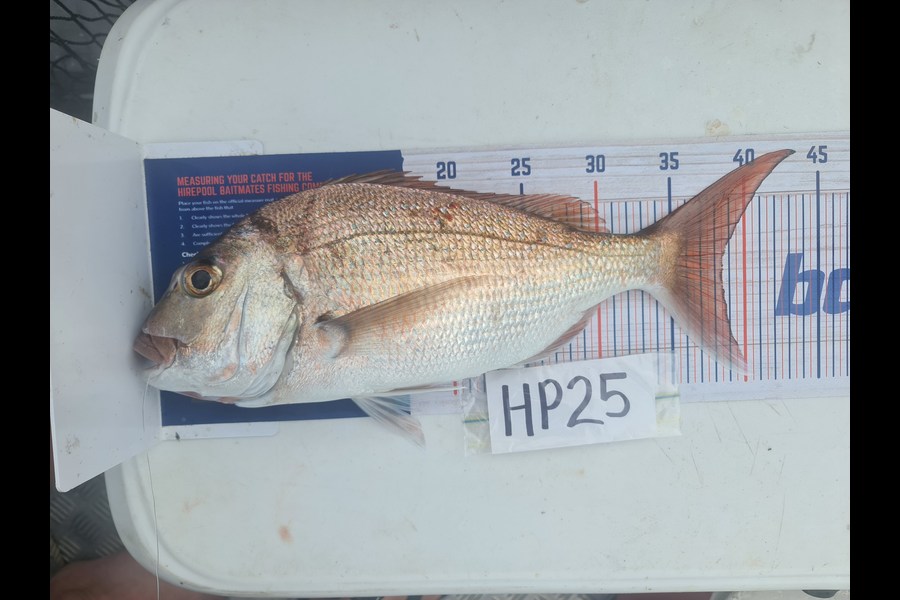 Toni Tee caught this 38.5cm Snapper at Coromandel during The Export NZ Fishing Competition