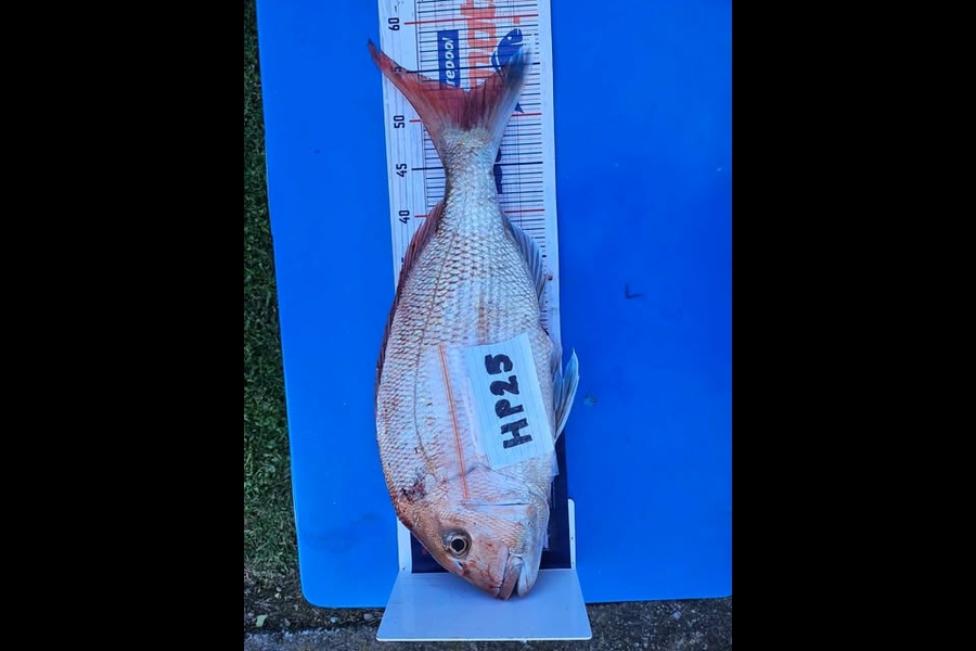 Daryl Lincoln caught this 52.5cm Snapper at Hawkes Bay during The Export NZ Fishing Competition