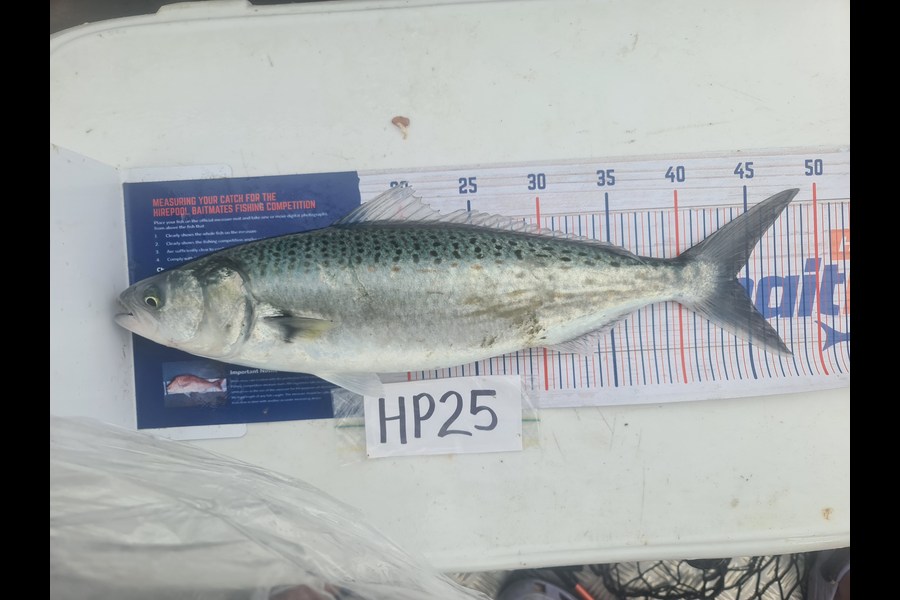 Toni Tee caught this 44.0cm Kahawai at Coromandel during The Export NZ Fishing Competition