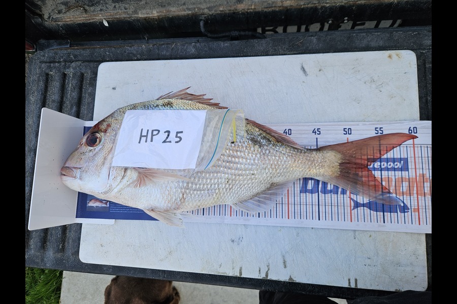 Shane Edwards caught this 53.0cm Snapper at Manawatu during The Export NZ Fishing Competition