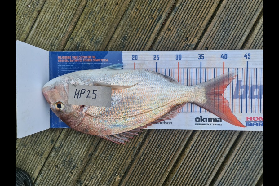 Scott Bassett caught this 39.5cm Snapper at Wellington during The Export NZ Fishing Competition