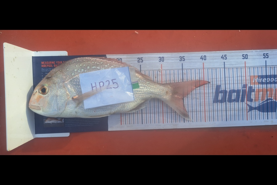 Cara Baigent caught this 35.0cm Snapper at Nelson/Marlborough during The Export NZ Fishing Competition