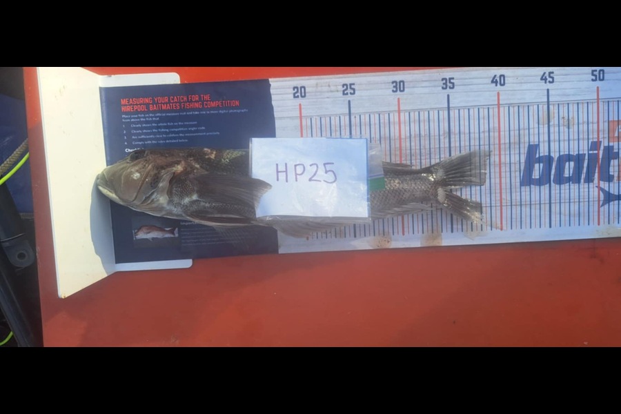 Wayne Hurunui caught this 38.0cm Blue Cod at Nelson/Marlborough during The Export NZ Fishing Competition