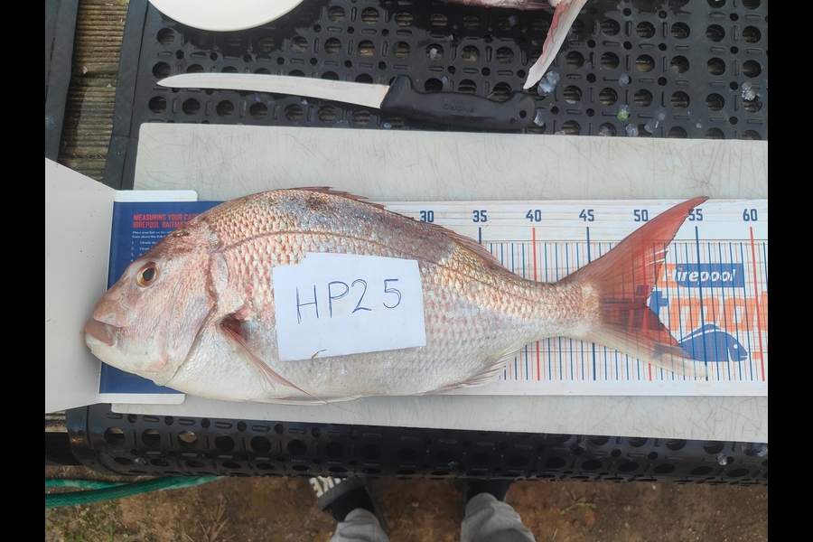 Jonathon Warn caught this 50.0cm Snapper at Taranaki during The Export NZ Fishing Competition
