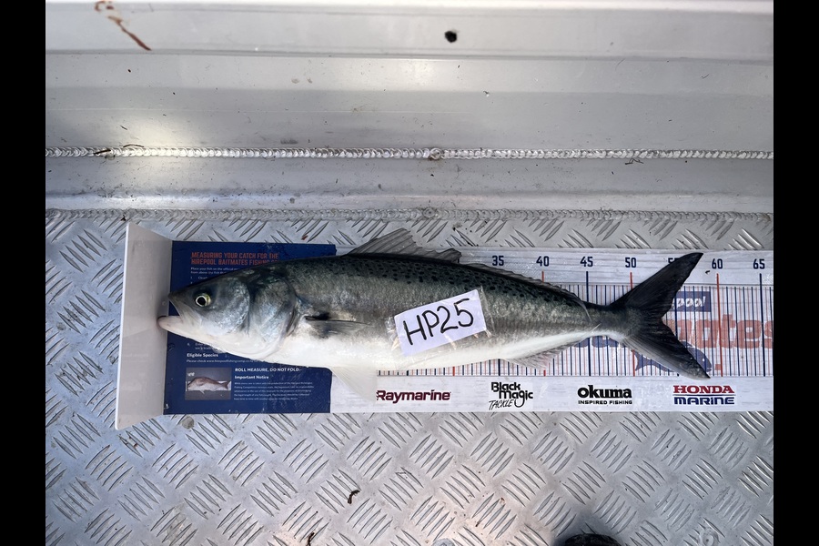 Paul Olson caught this 53cm Kahawai at Wellington during The Export NZ Fishing Competition