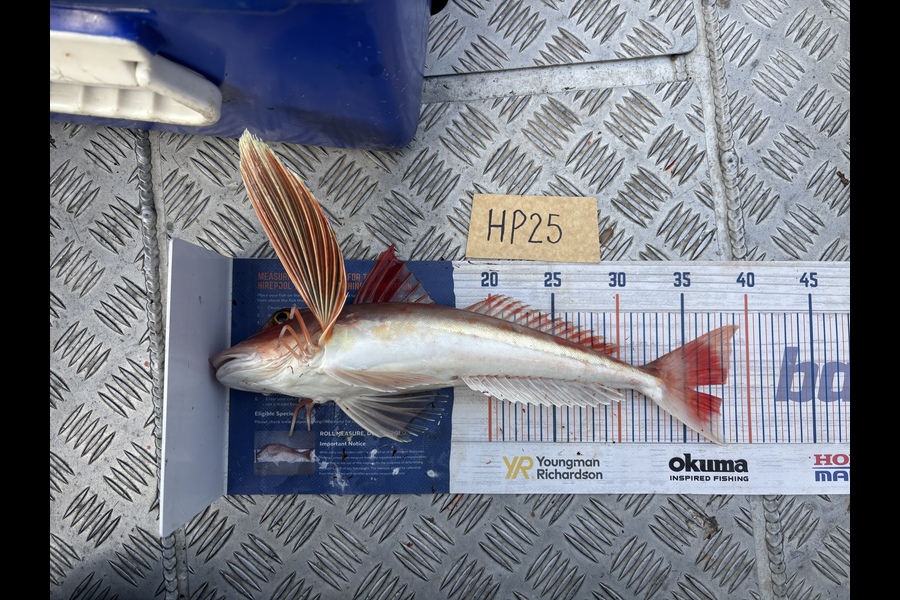 Tony Flowers caught this 37.5cm Gurnard at Wellington during The Export NZ Fishing Competition