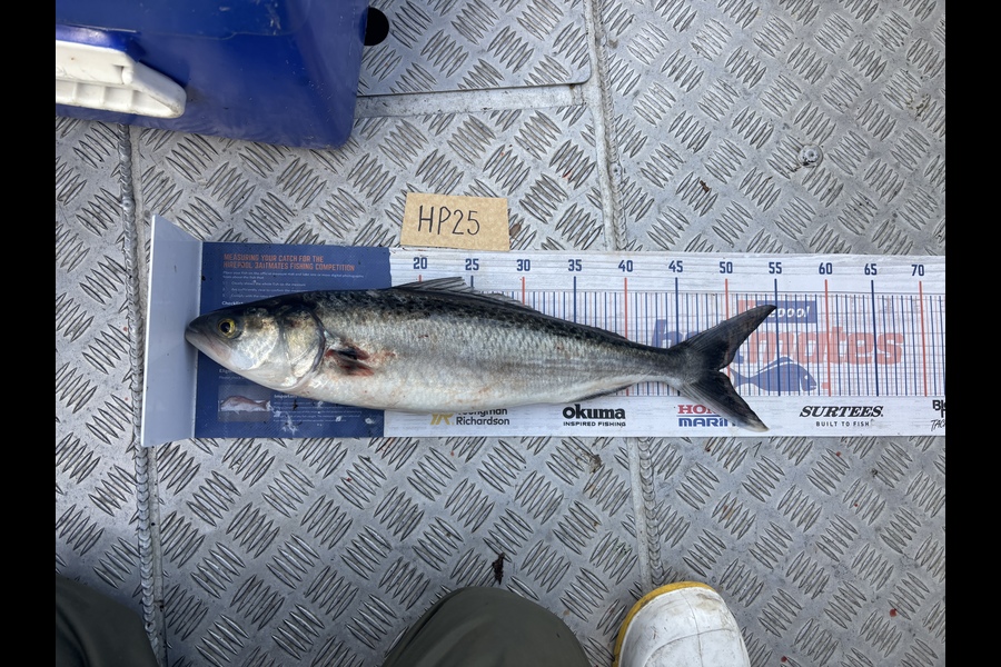 Tony Flowers caught this 49.0cm Kahawai at Wellington during The Export NZ Fishing Competition
