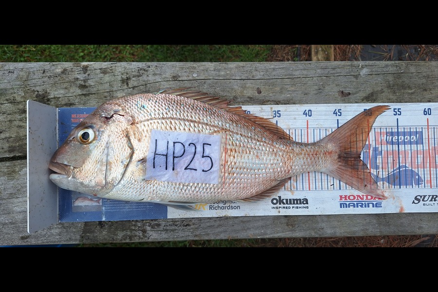 Trevor Hopson caught this 48.5cm Snapper at Coromandel during The Export NZ Fishing Competition