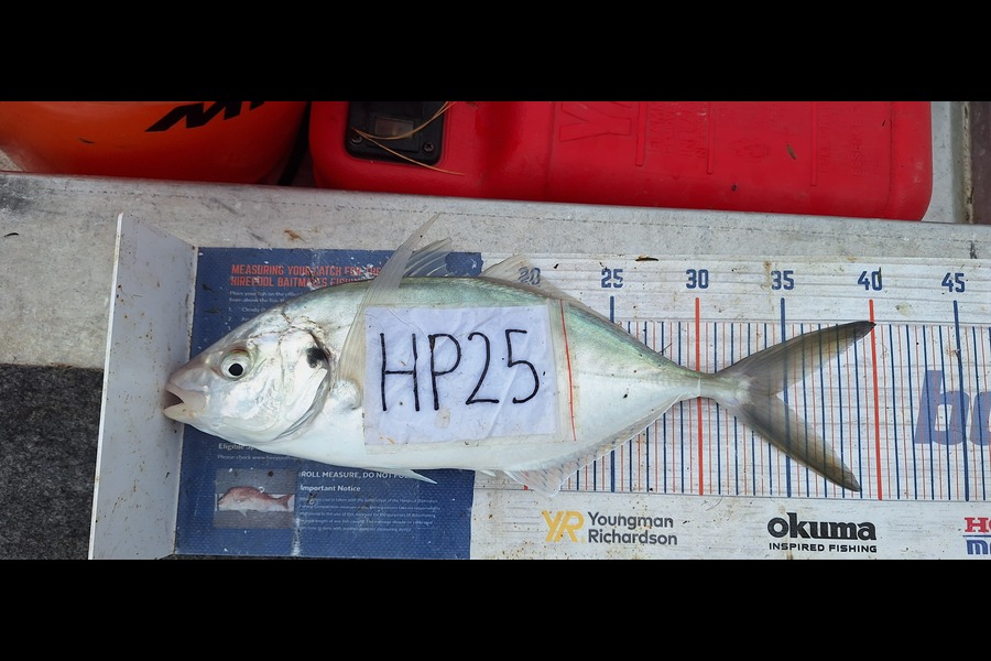 Trevor Hopson caught this 34.5cm Trevally at Coromandel during The Export NZ Fishing Competition