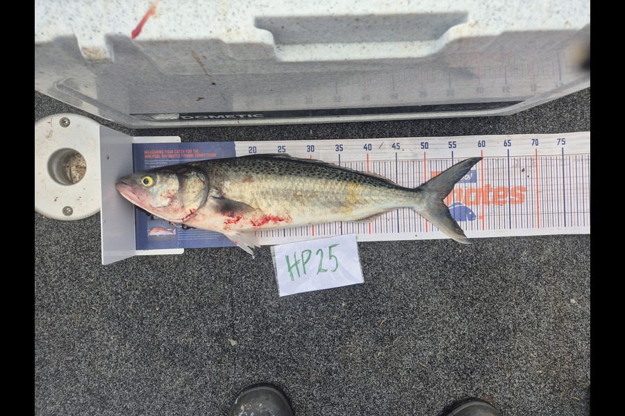 Steve Sowman caught this 53.0cm Kahawai at Nelson/Marlborough during The Export NZ Fishing Competition