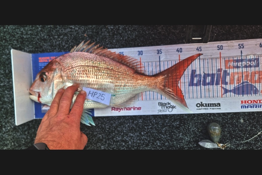 Harvey Jennings caught this 39.0cm Snapper at Auckland during The Export NZ Fishing Competition