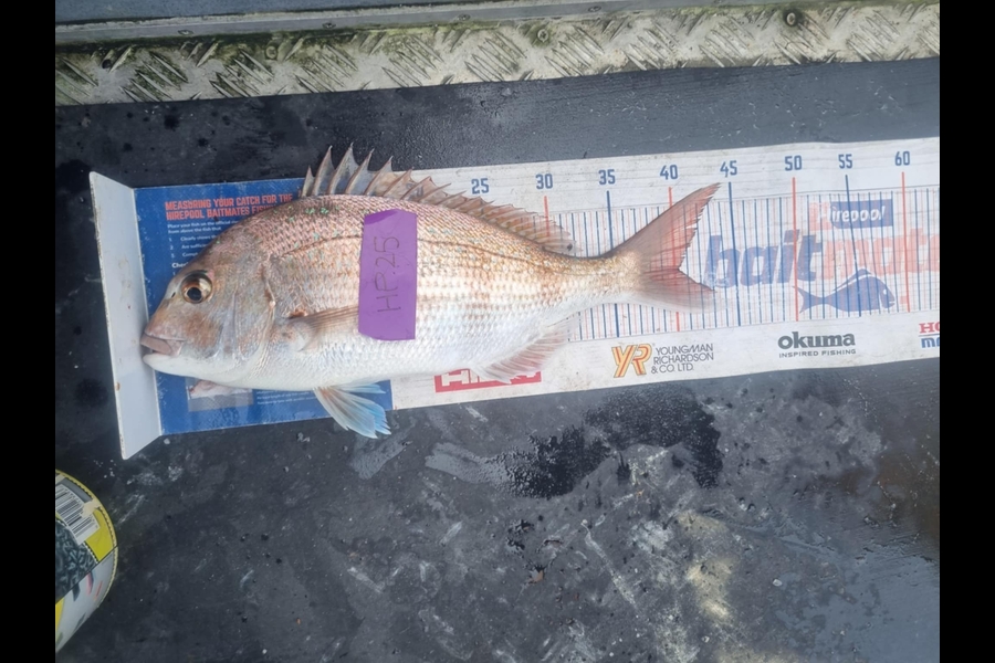 Marisa Andrews caught this 40.0cm Snapper at Wellington during The Export NZ Fishing Competition