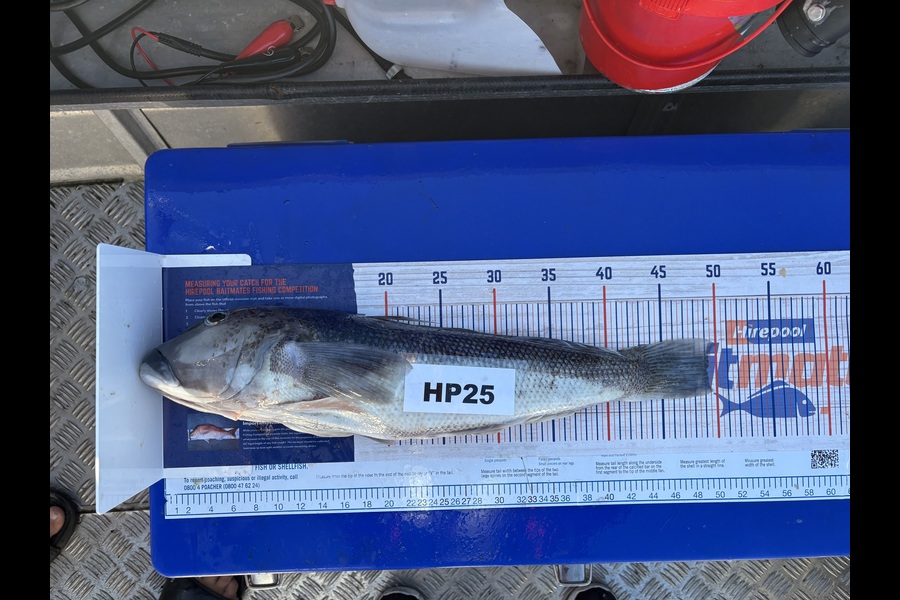 Deborah Powell caught this 49.0cm Blue Cod at Canterbury during The Export NZ Fishing Competition