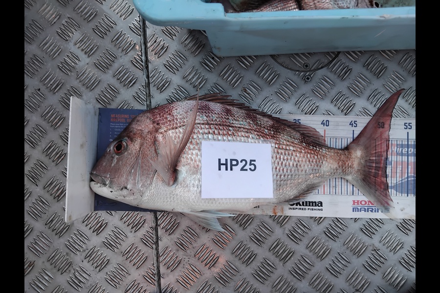 Mathew Ferris caught this 51.0cm Snapper at Nelson/Marlborough during The Export NZ Fishing Competition