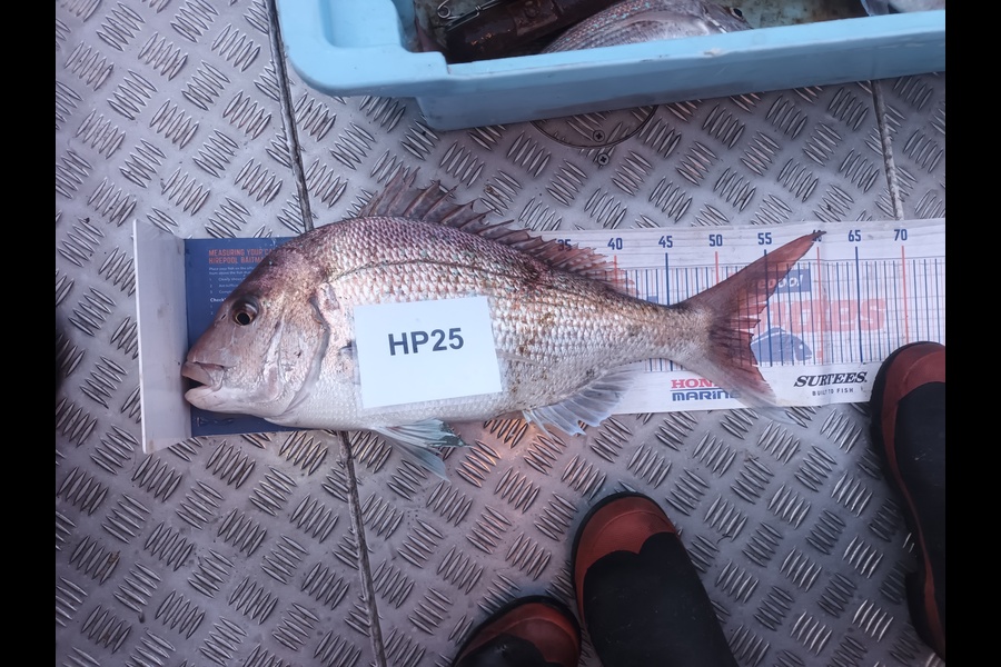 Jason Iorns caught this 53.0cm Snapper at Nelson/Marlborough during The Export NZ Fishing Competition