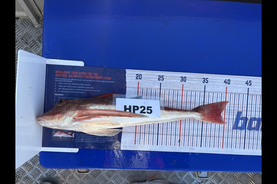 Deborah Powell caught this 39.0cm Gurnard at Canterbury during The Export NZ Fishing Competition