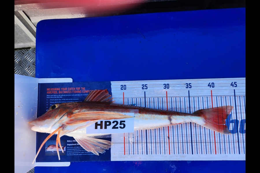 Nick Powell caught this 42.5cm Gurnard at Canterbury during The Export NZ Fishing Competition