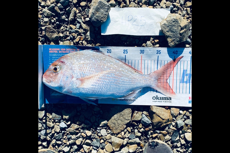 Hubs Gumen caught this 38.0cm Snapper at Wellington during The Export NZ Fishing Competition
