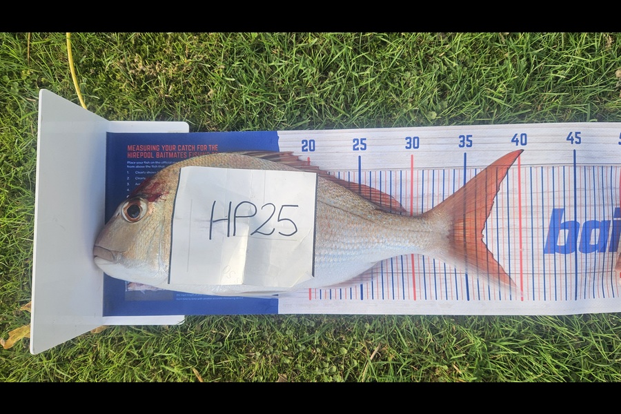 Isabel Vickers caught this 36.5cm Snapper at Coromandel during The Export NZ Fishing Competition