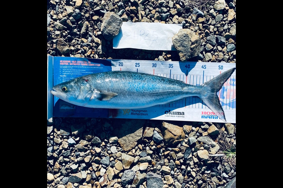 Hubs Gumen caught this 49.0cm Kahawai at Wellington during The Export NZ Fishing Competition