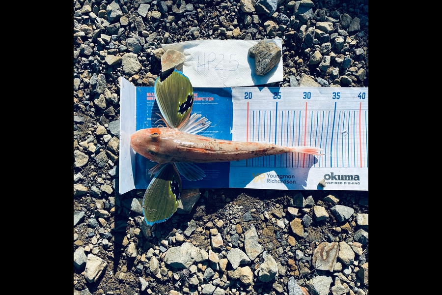 Hubs Gumen caught this 32.5cm Gurnard at Wellington during The Export NZ Fishing Competition
