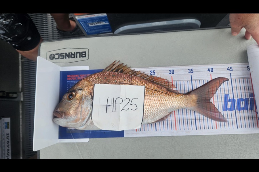 Wayne Vickers caught this 39.0cm Snapper at Coromandel during The Export NZ Fishing Competition