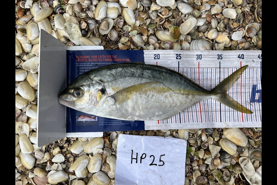 Ben Cullen caught this 36.5cm Trevally at Northland during The Export NZ Fishing Competition