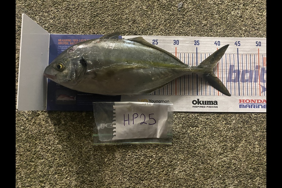 Scott Marriott caught this 38.5cm Trevally at Wellington during The Export NZ Fishing Competition