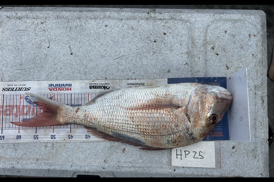 Henk Du Toit caught this 53.0cm Snapper at Wellington during The Export NZ Fishing Competition