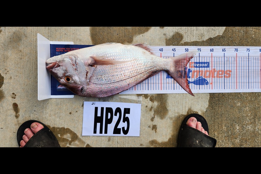 Ross Murray caught this 49.5cm Snapper at Manawatu during The Export NZ Fishing Competition