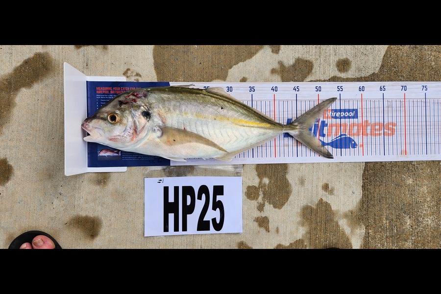 Ross Murray caught this 47.5cm Trevally at Manawatu during The Export NZ Fishing Competition