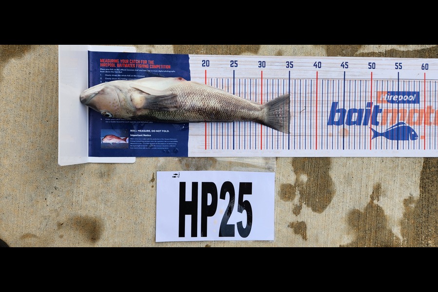 Ross Murray caught this 35.0cm Blue Cod at Manawatu during The Export NZ Fishing Competition