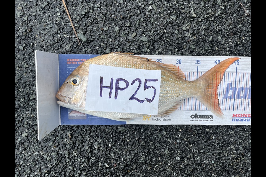 Kraig Steiner caught this 40.0cm Snapper at Northland during The Export NZ Fishing Competition