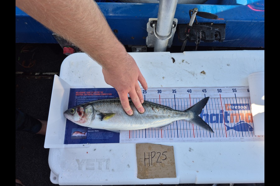 Justin Spain caught this 42.0cm Kahawai at Nelson/Marlborough during The Export NZ Fishing Competition