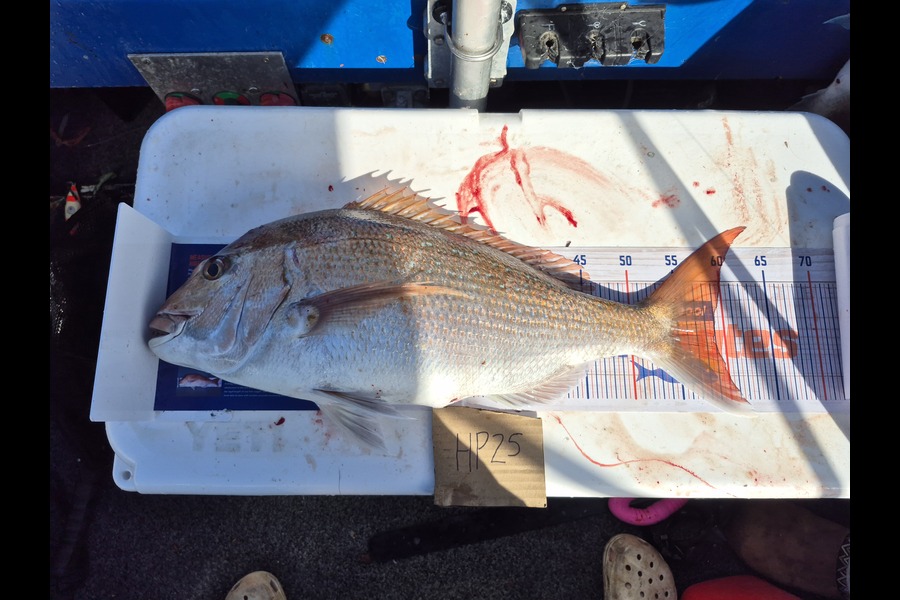Justin Spain caught this 59.0cm Snapper at Nelson/Marlborough during The Export NZ Fishing Competition