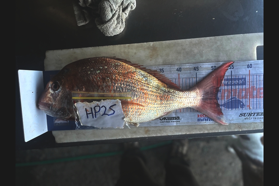 Harry Young caught this 50.5cm Snapper at Nelson/Marlborough during The Export NZ Fishing Competition