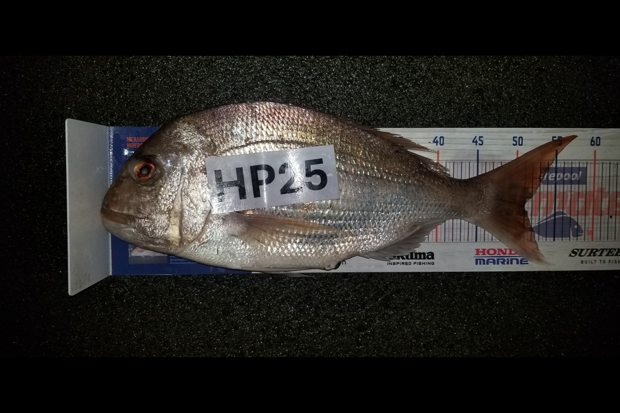 Peter Besley caught this 51.0cm Snapper at Bay of Plenty during The Export NZ Fishing Competition