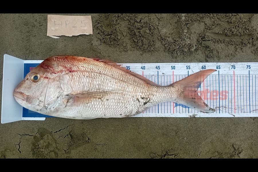 Jose Broughton caught this 57.5cm Snapper at Northland during The Export NZ Fishing Competition