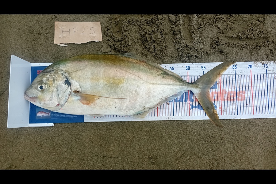 Jose Broughton caught this 56.5cm Trevally at Northland during The Export NZ Fishing Competition