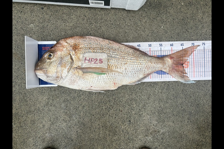James Baker caught this 65.0cm Snapper at Northland during The Export NZ Fishing Competition