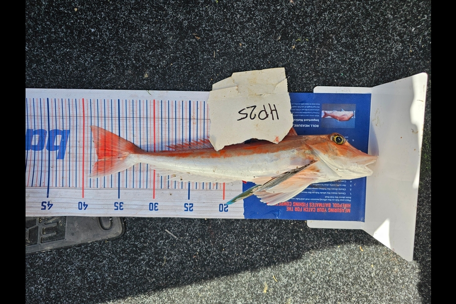 Fletcher Johnson caught this 38.0cm Gurnard at Hawkes Bay during The Export NZ Fishing Competition
