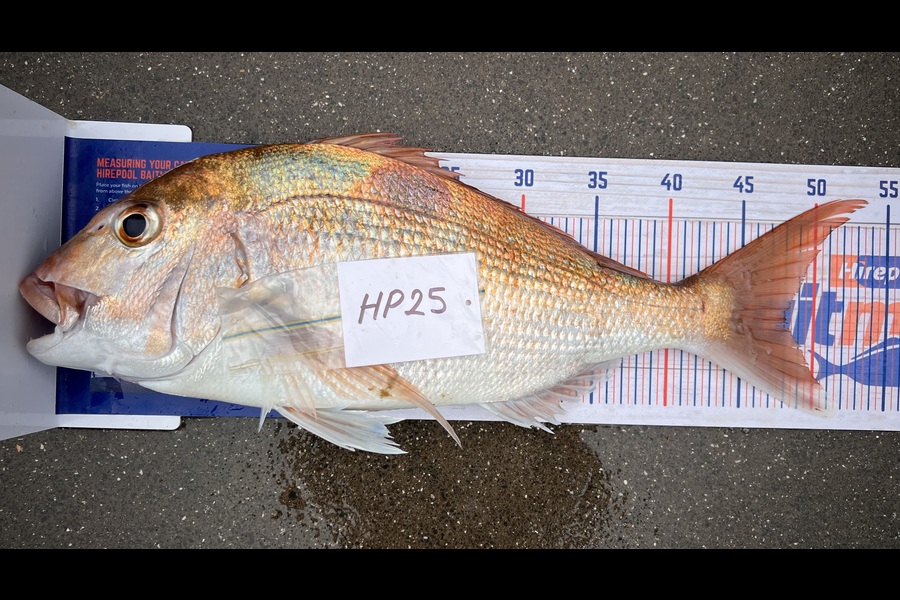 Mark Burns caught this 48.0cm Snapper at Auckland during The Export NZ Fishing Competition