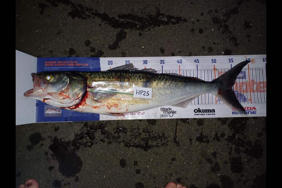 Matt Prescott caught this 54.5cm Kahawai at Wellington during The Export NZ Fishing Competition