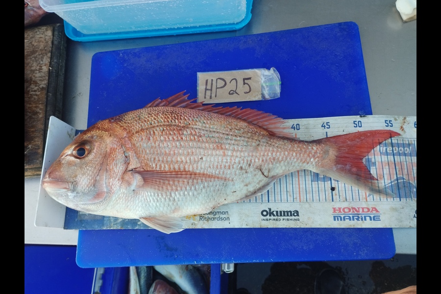 Duncan Pringle caught this 50.0cm Snapper at Wellington during The Export NZ Fishing Competition
