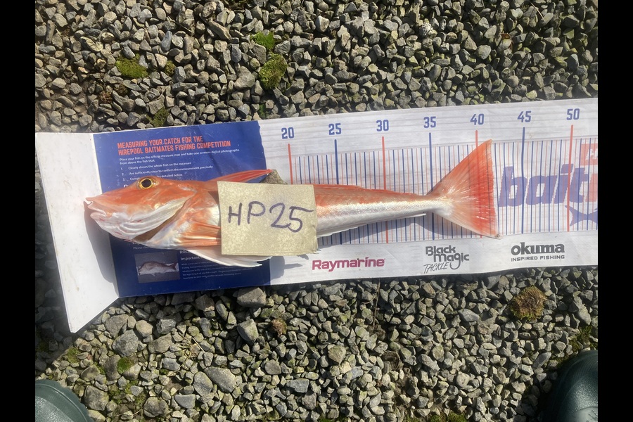 David Monagan caught this 41.5cm Gurnard at Hawkes Bay during The Export NZ Fishing Competition